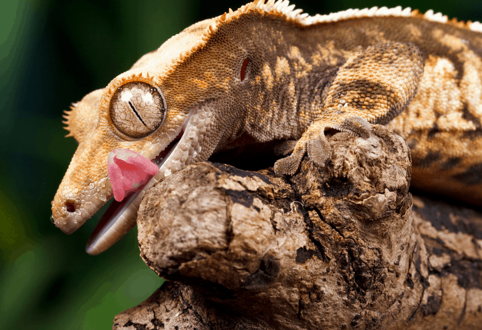 Information On Pet Crested Geckos