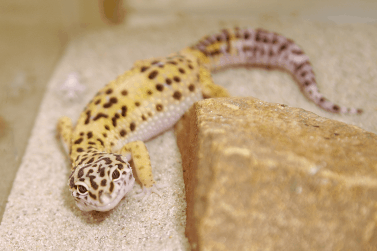 Leopard Gecko Oddly Cute Pets