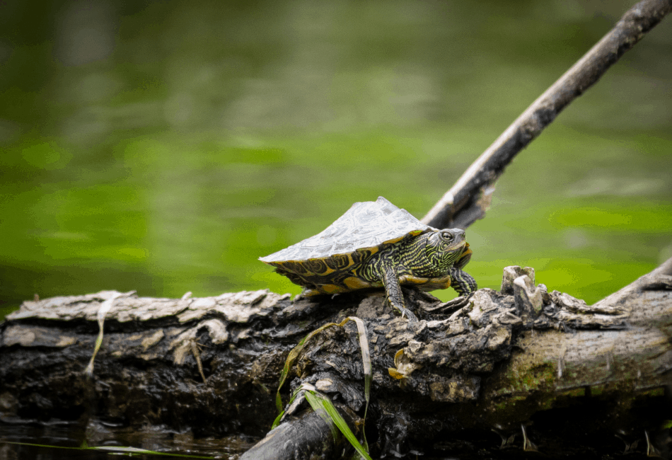 Mississippi Map Turtle: Species Overview & Care Guide