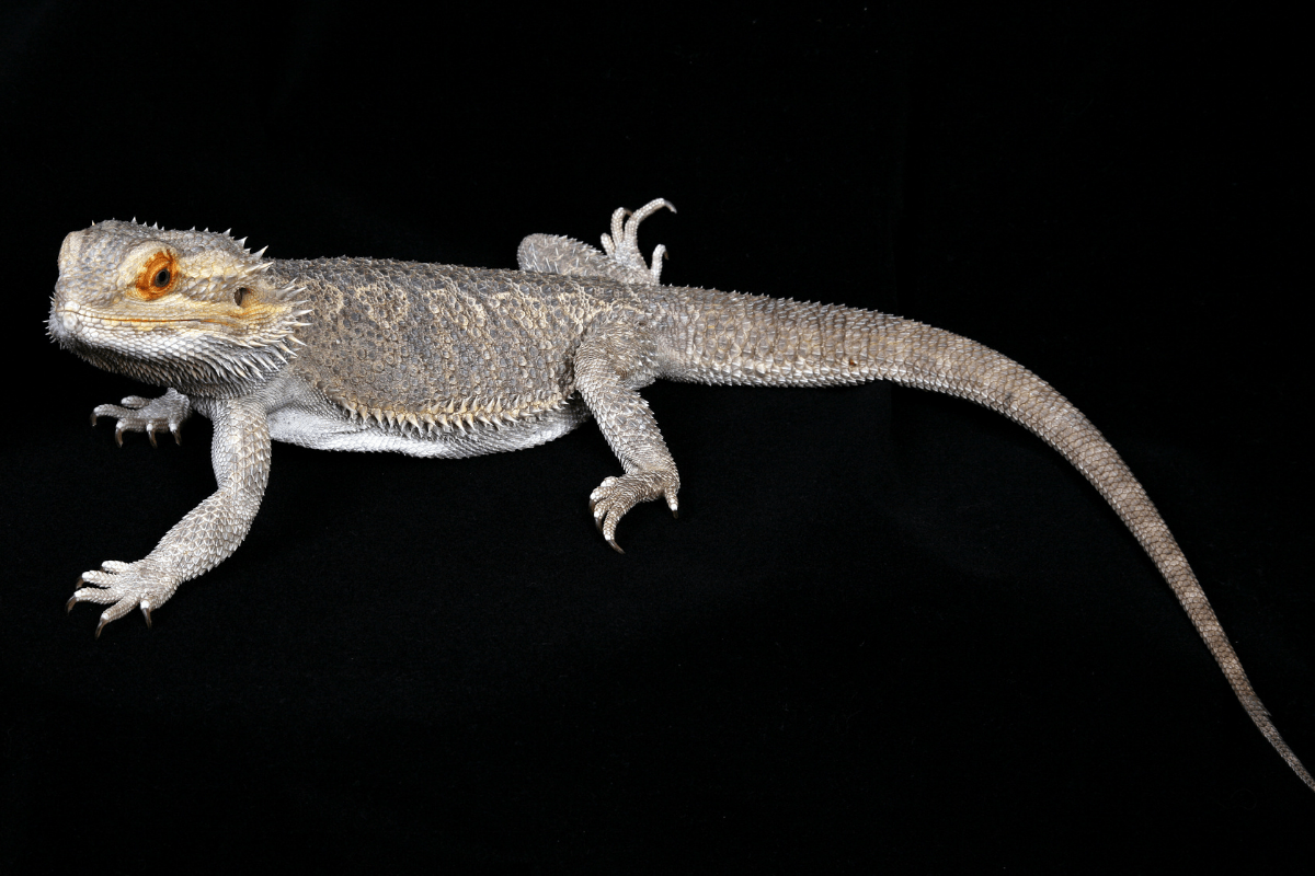 Why does the bearded dragon's tail tremble?