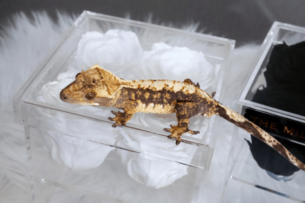 Crested Gecko Morphs List Colors & Species (Pictures)