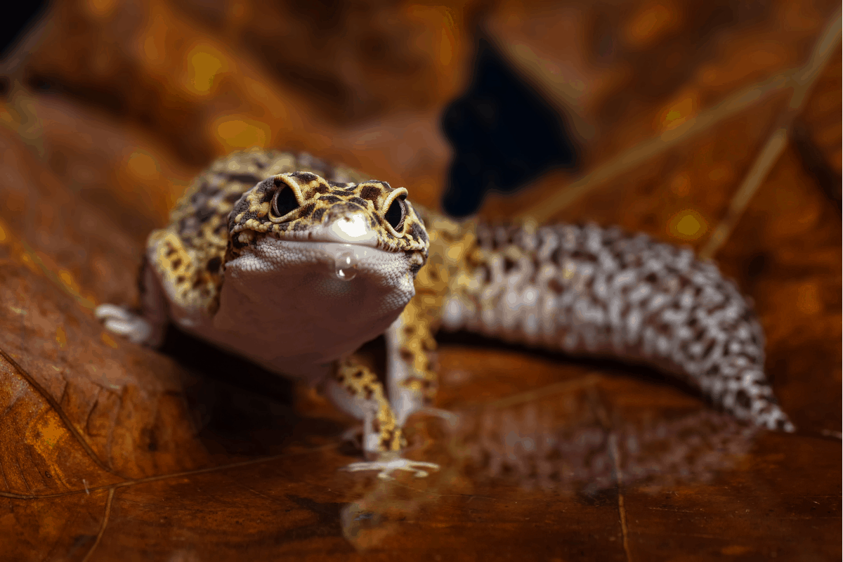 Oddly Cute Pets Learn How To Care For Exotic Pets
