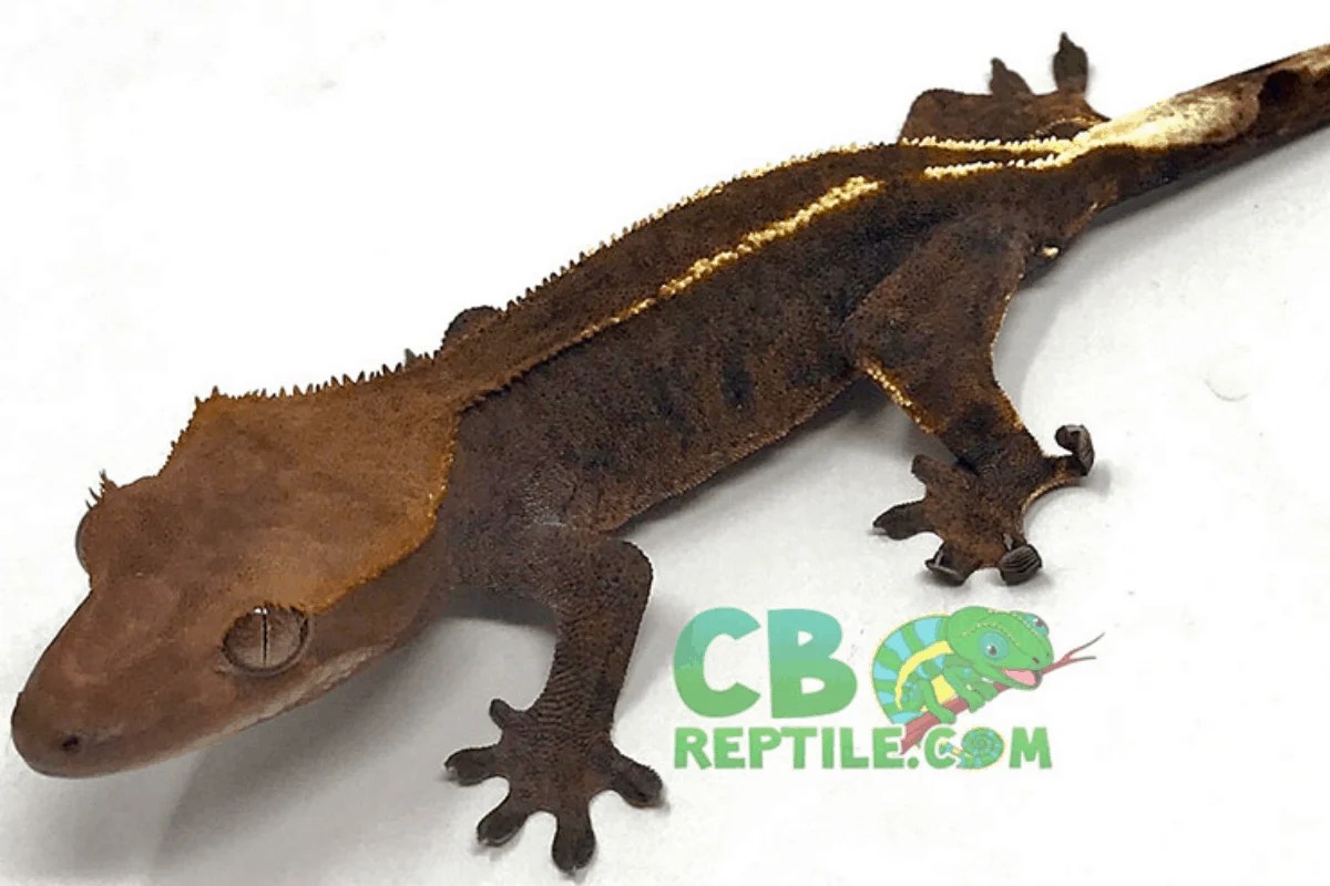 Crested Gecko Morphs List Colors & Species (Pictures)