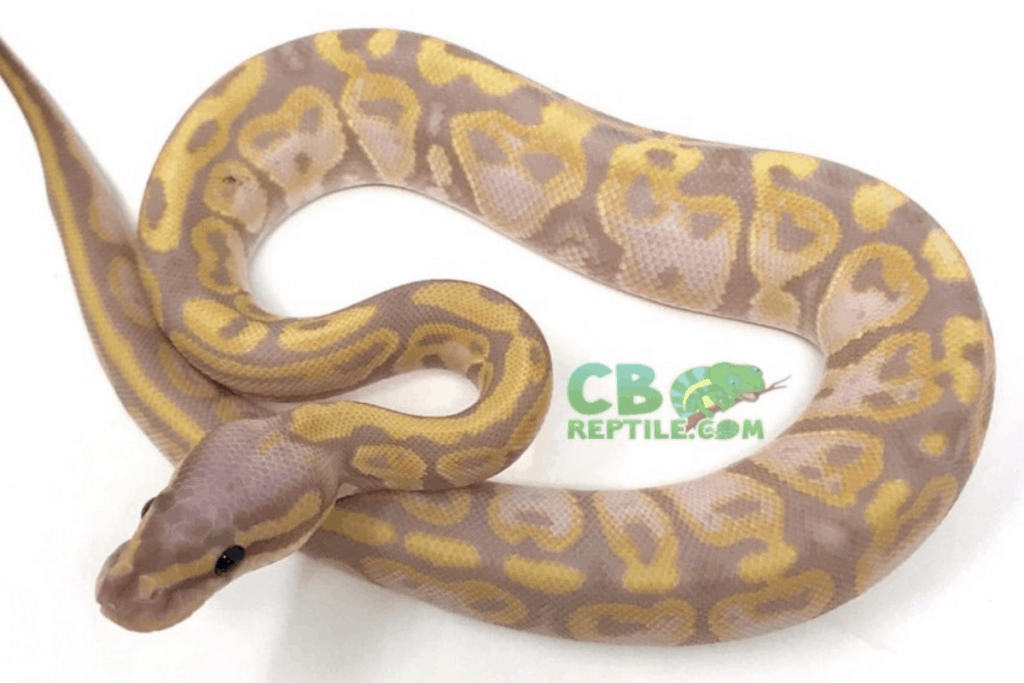 40 Ball Python Morphs Types, Colors, Pictures