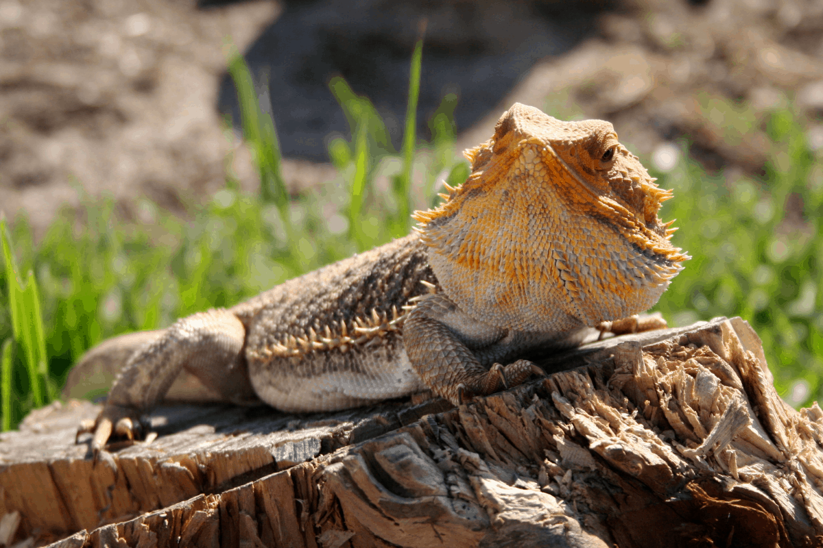 The Bearded Dragon Calcium Guide Packed With Facts!