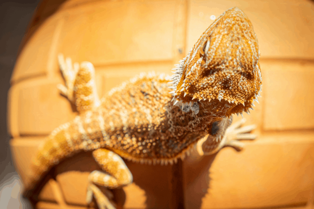 Day and night cycle requirements for bearded dragons