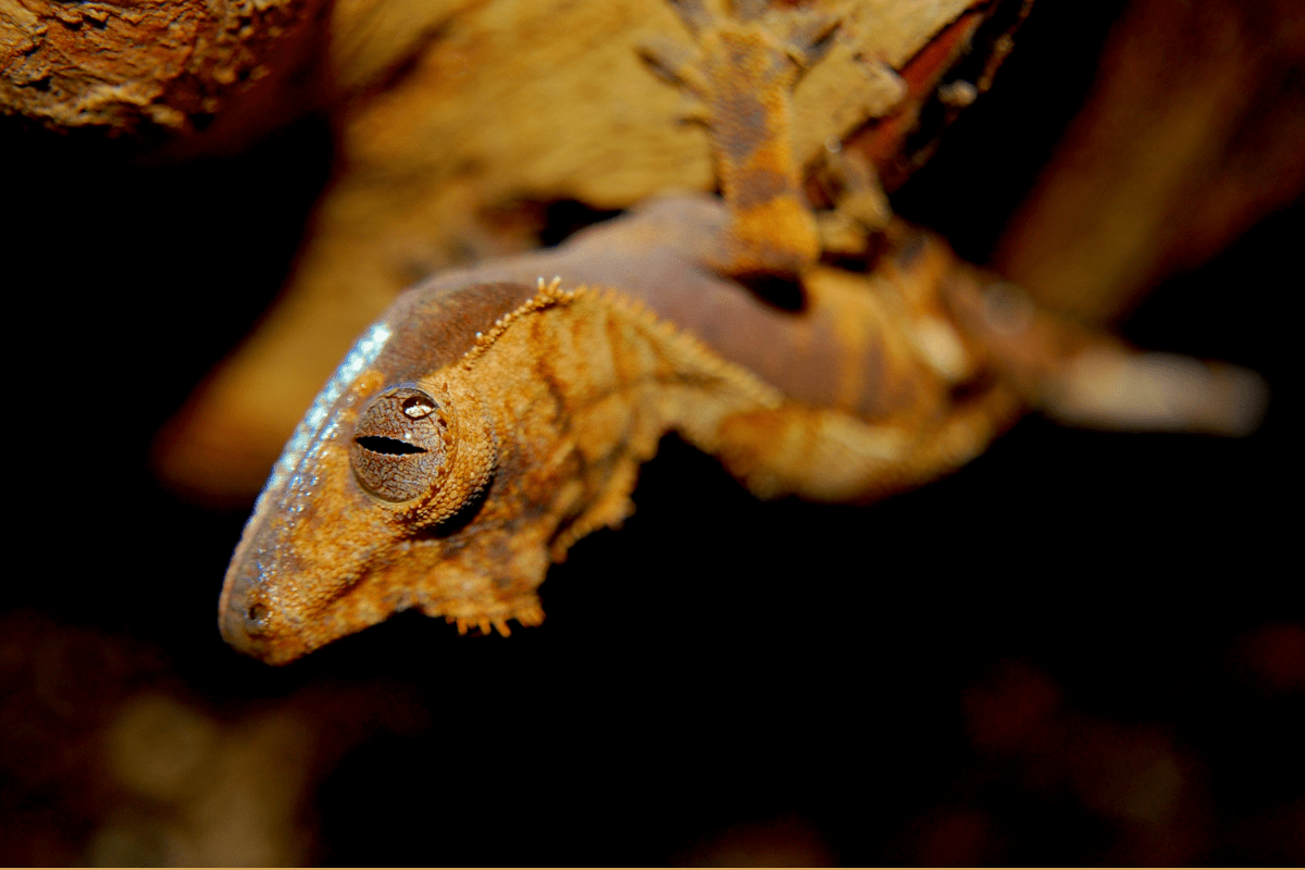 Why Crested Geckos Fire Up (And Fire Down)