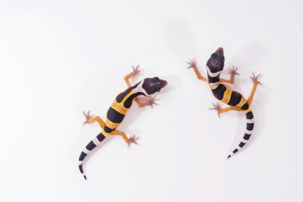 Comment présenter un nouveau gecko léopard à un autre