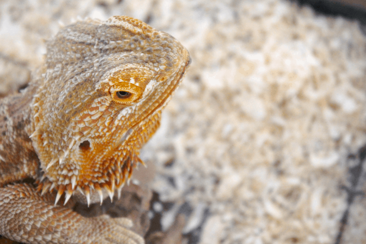 11 Best Bearded Dragon Breeders Pet Stores)