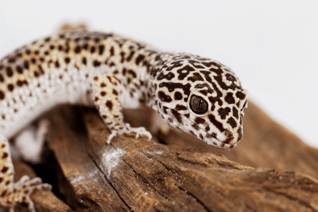 Leopard Gecko Oddly Cute Pets