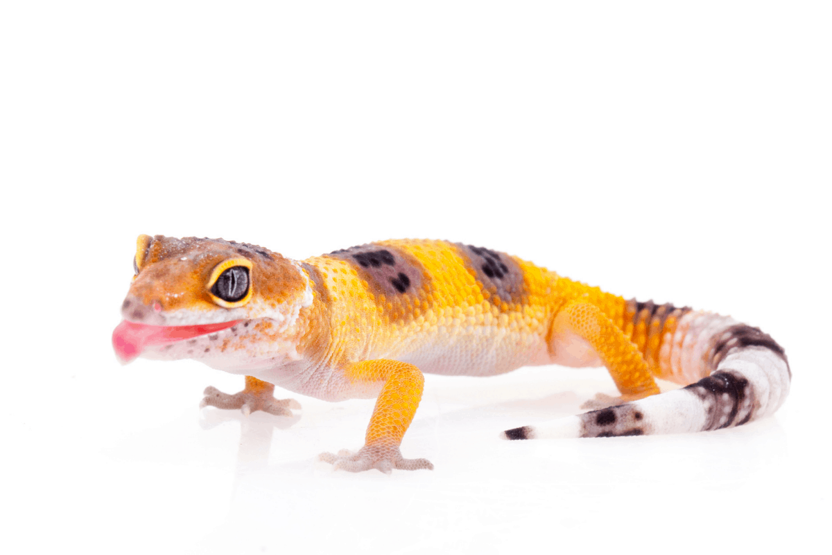 Leopard Gecko Oddly Cute Pets