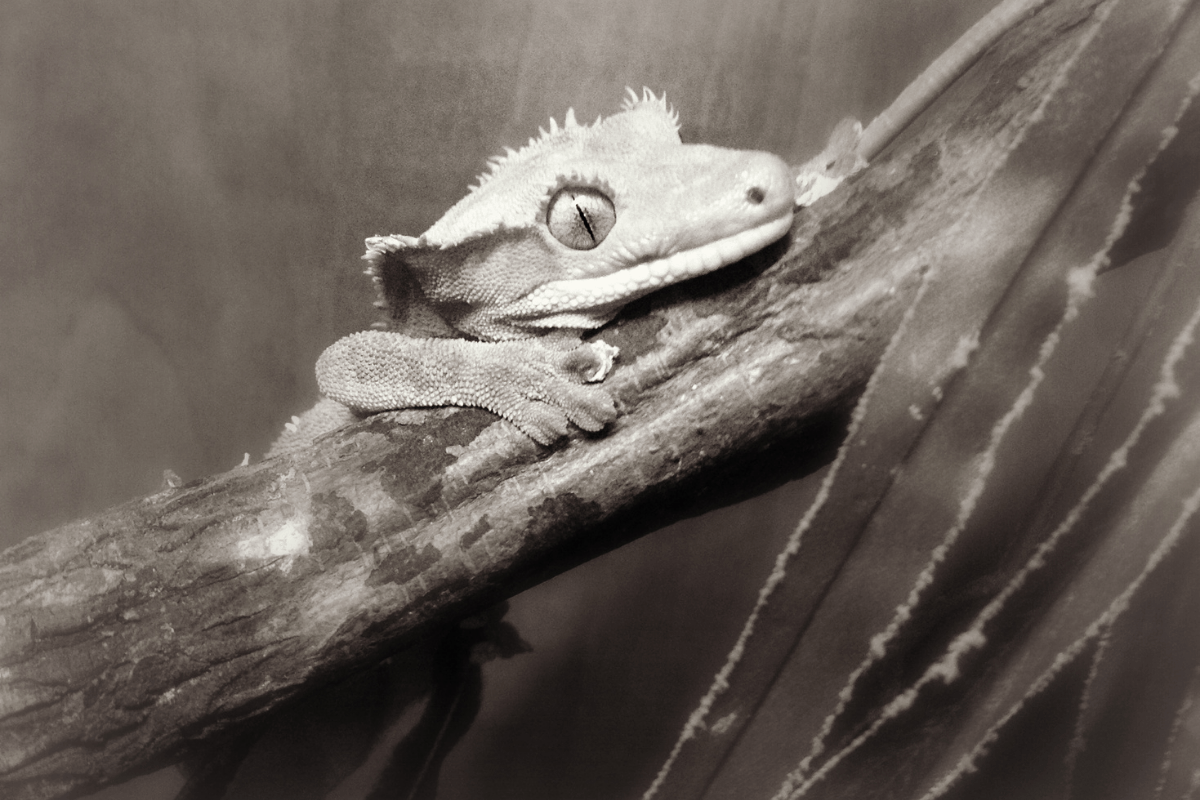 Crested Gecko Shedding 101 Complete Guide