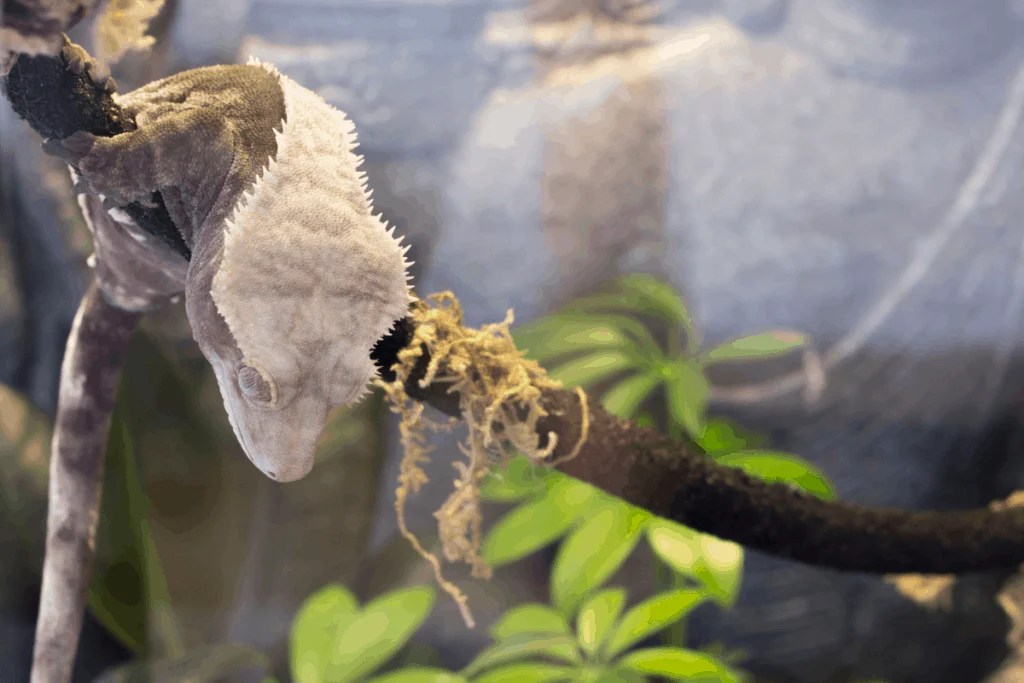Crested Gecko Temperature Guide