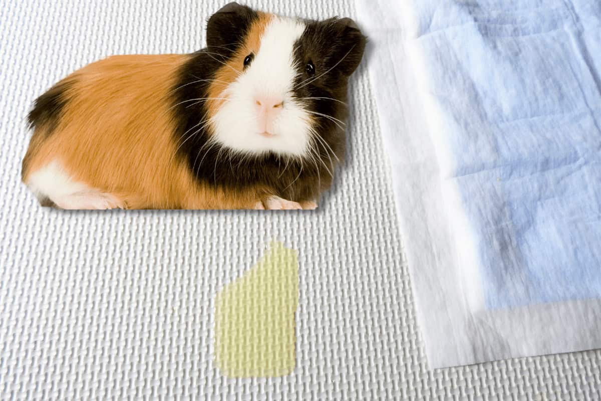 Should You Use Puppy Pads