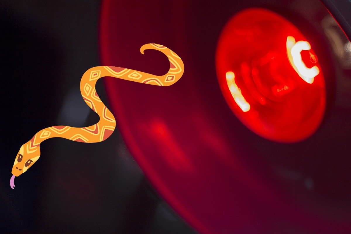 Corn Snake Humidity, Temperature & Lighting Guide)