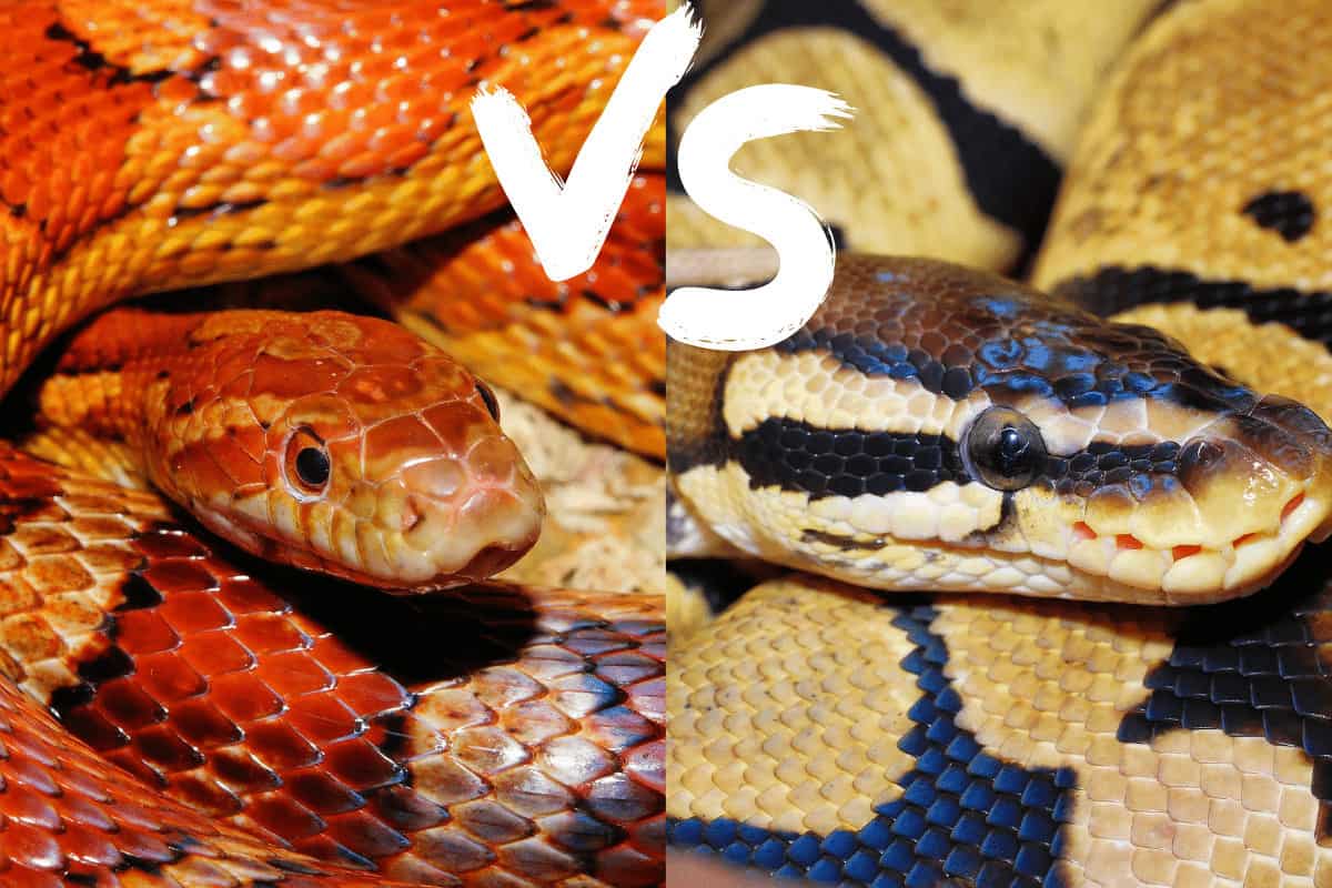 Corn Snake Color Chart