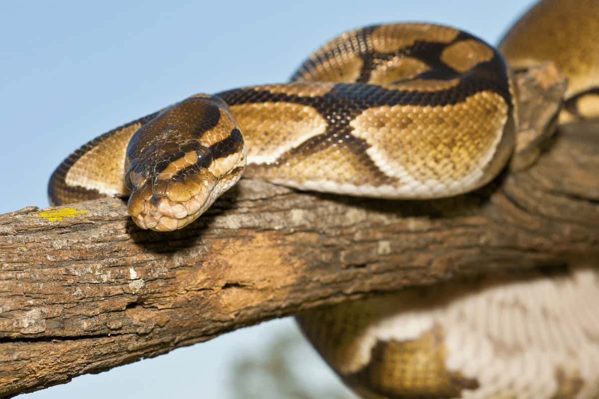 Corn Snake Vs Ball Python Which Makes a Better Pet (+FAQ)