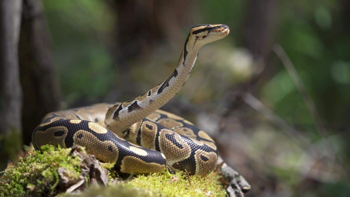 Can You Use a Fogger for a Ball Python