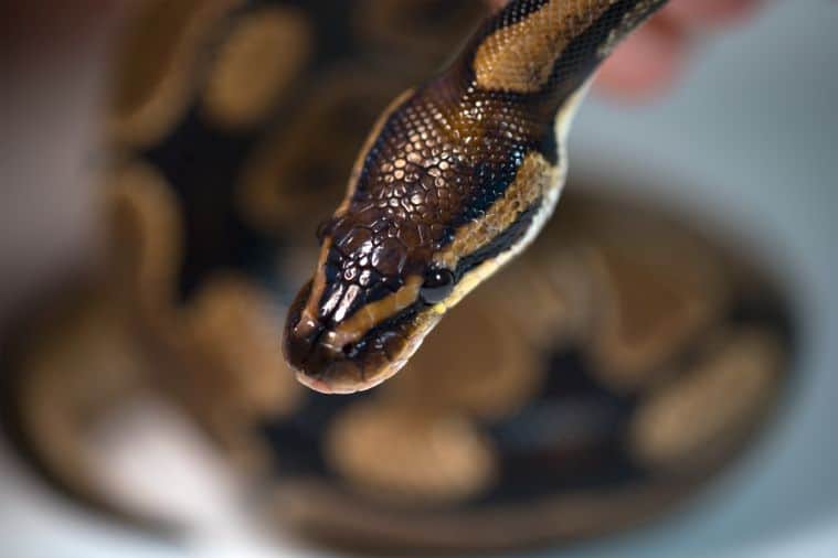 Can Ball Pythons Eat Eggs (and SHOULD they?)