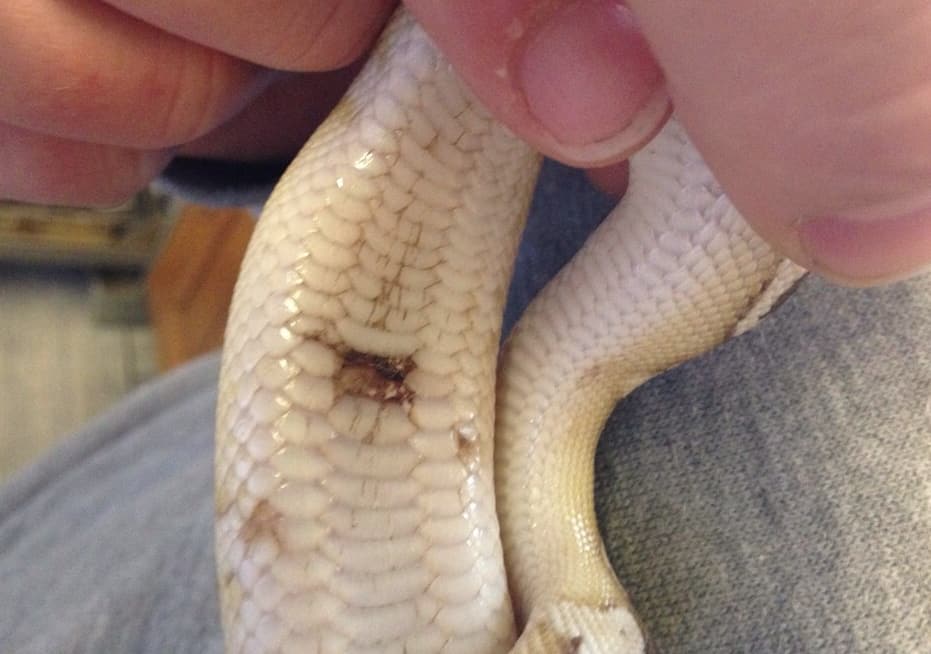 How To Treat & Prevent Ball Python Scale Rot