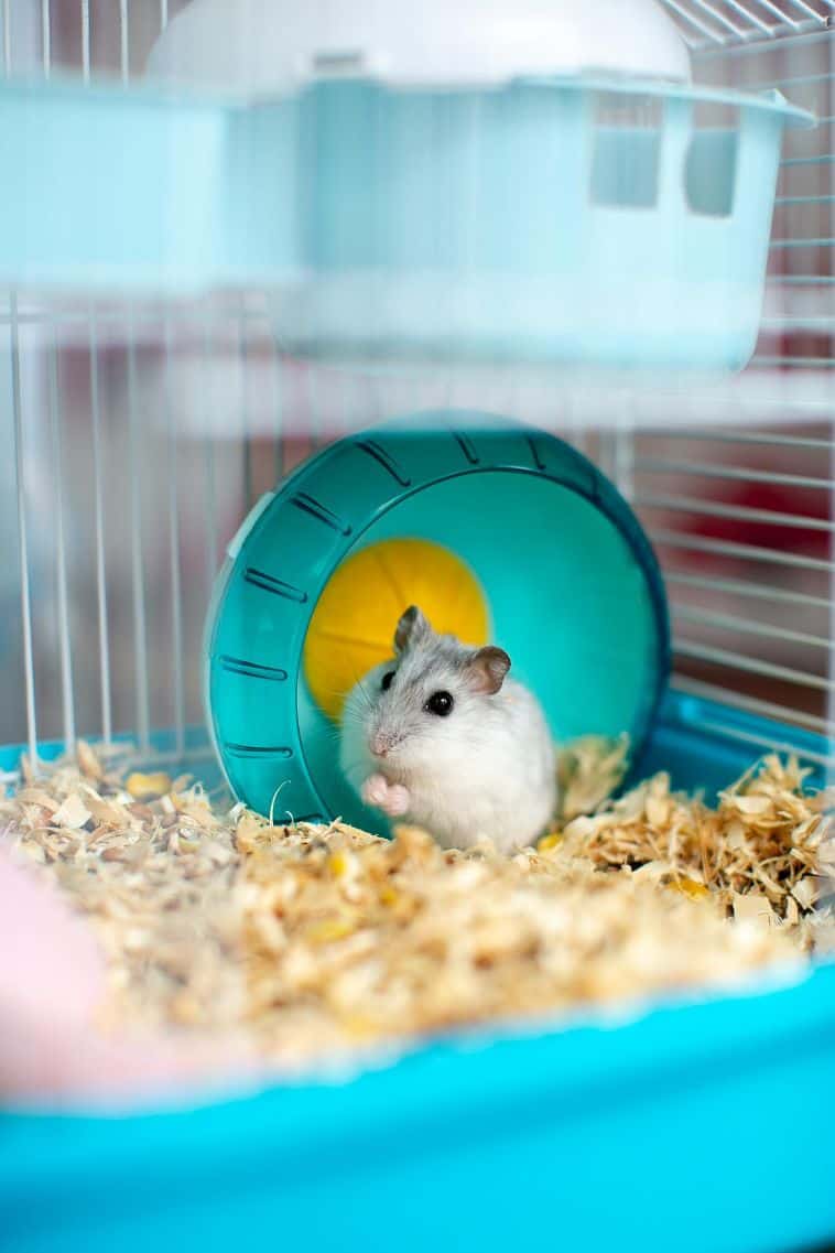 How To Take Care Of A Hamster [Beginner's Guide]