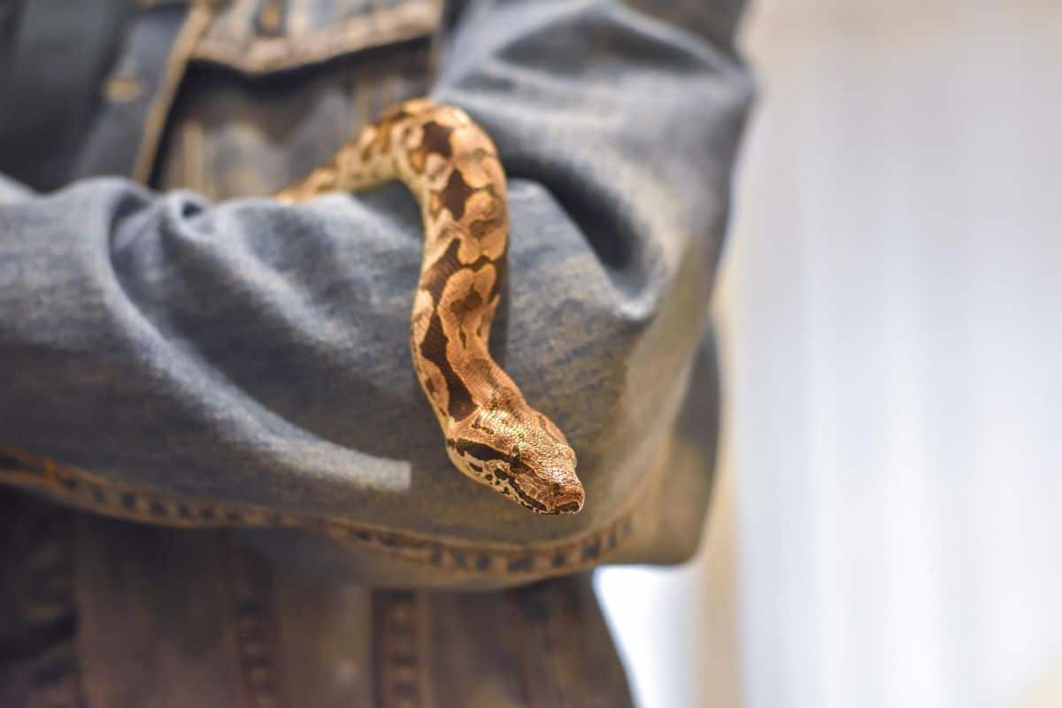 Do Ball Pythons Make Good Pets (Are They For Beginners?)
