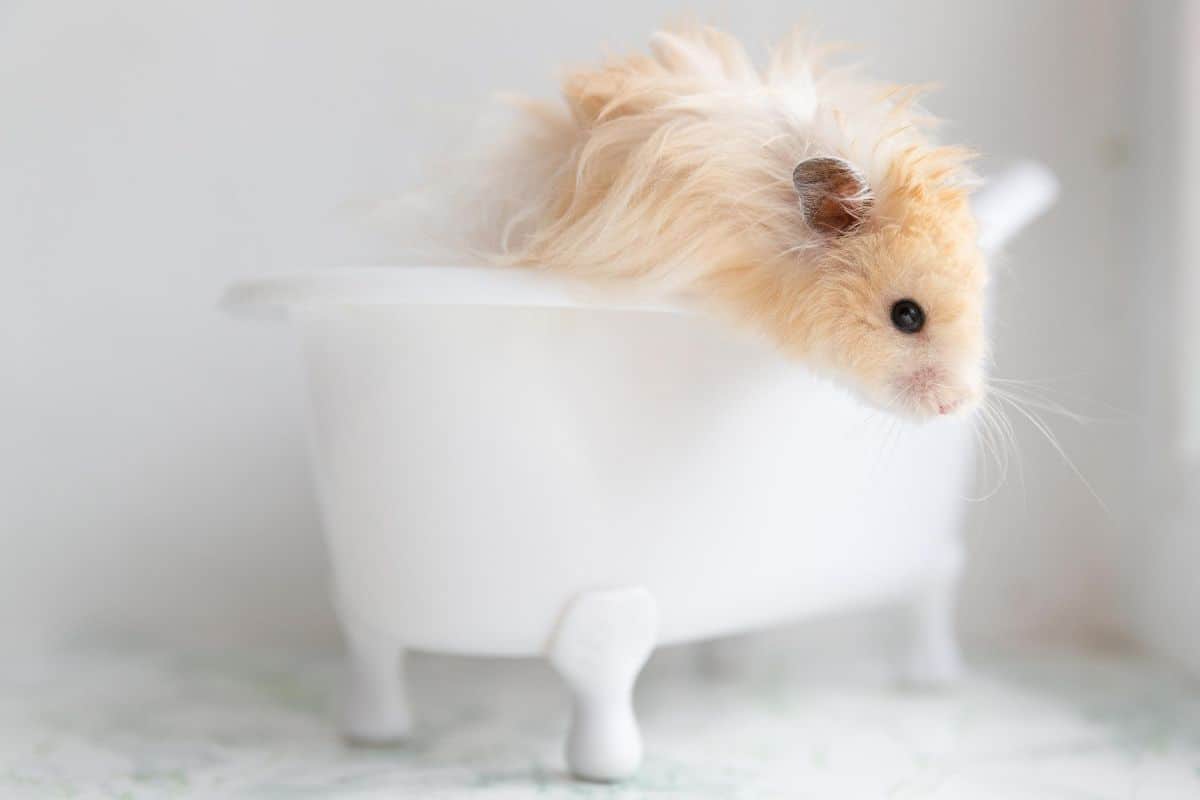 Can You Give Hamsters A Bath? (Do They Need One?)