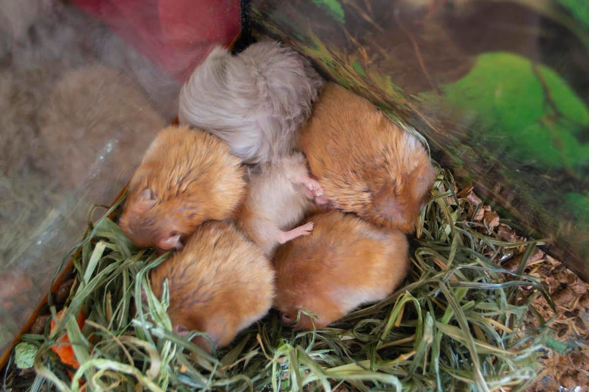 Do Hamsters Hibernate? (Or Is Mine Dead?)