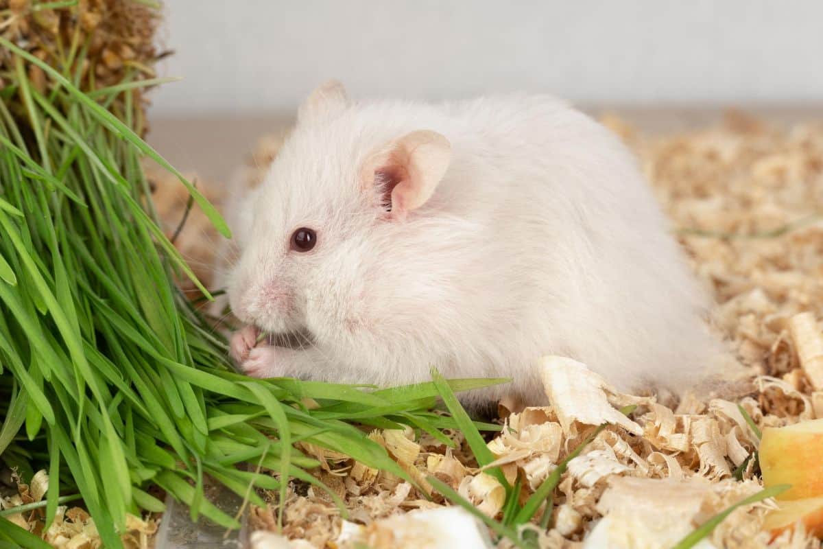 Are Hamsters Rodents (Or Something Else)?