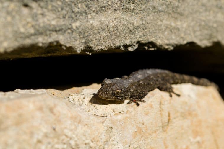 How To Get Rid Of Lizards In The House