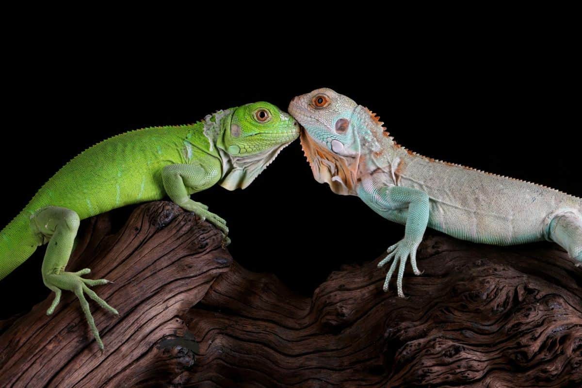 Lizard Reproduction (Do Lizards Lay Eggs? & Other Important Questions)