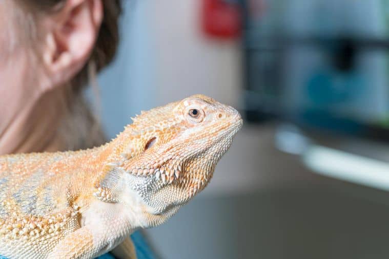 How To Take Care Of A Lizard (Easy StepByStep Guide)