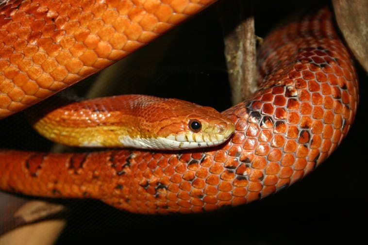 How Big Do Corn Snakes Get? (Growth Chart & Habitat Tips)