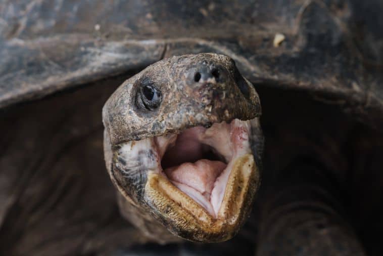 Do Turtles Have Teeth? (Not Exactly...)