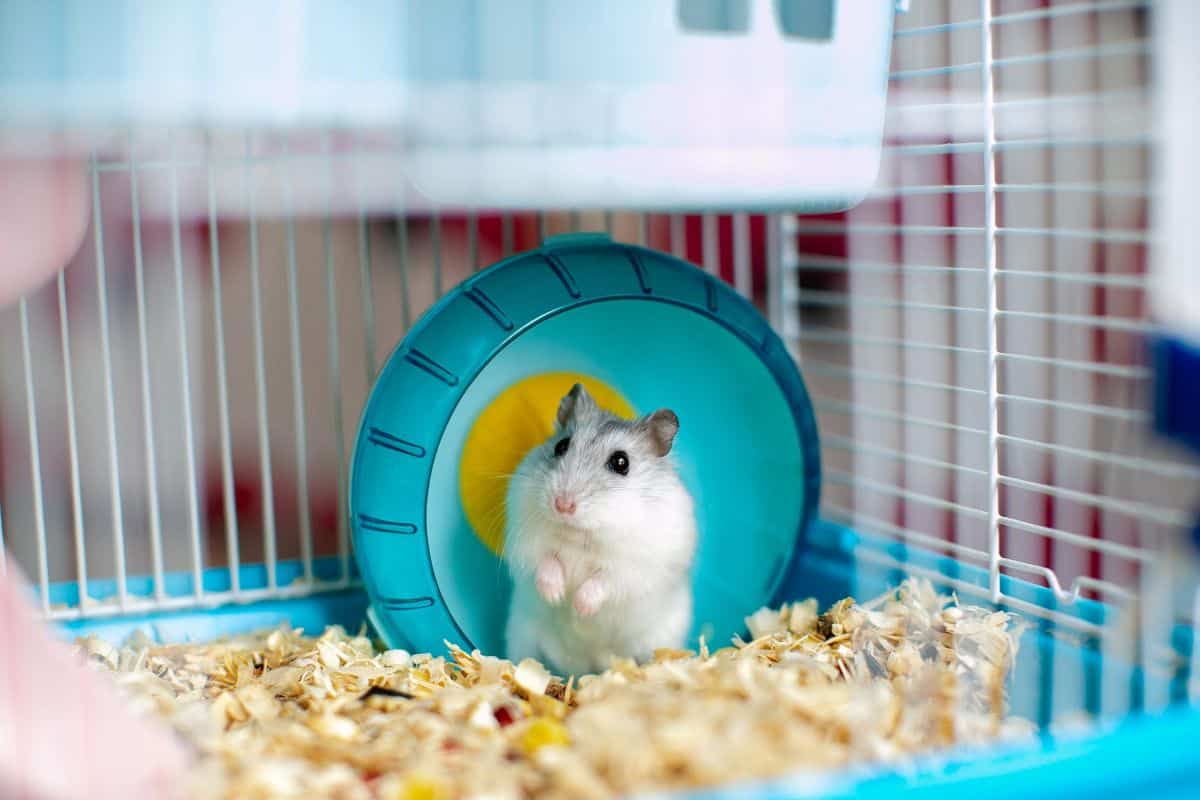 How Big Should A Hamster Cage Be? (Enclosure Guide)
