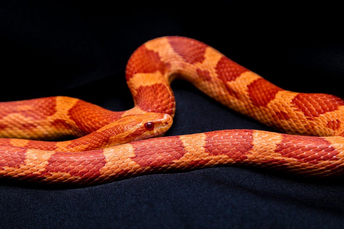 Blood Red Corn Snake Morph (Characteristics & Needtoknows)