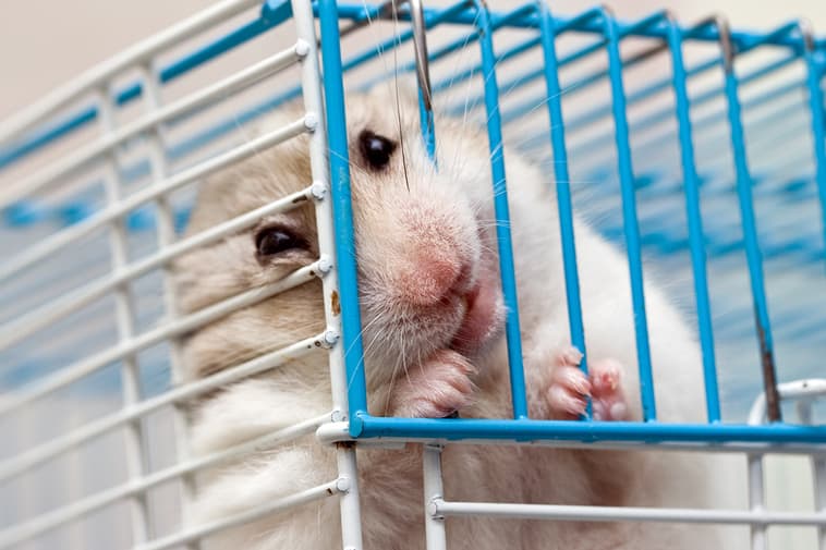 Why Hamsters Bite Their Cage (& How To Prevent It)