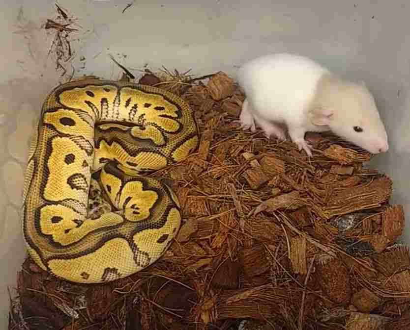 How Often To Feed Ball Pythons (Feeding Chart Guide)