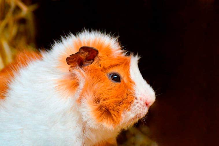 Do Guinea Pigs Die Easily? (& How To Avoid The Fatal Mistakes)