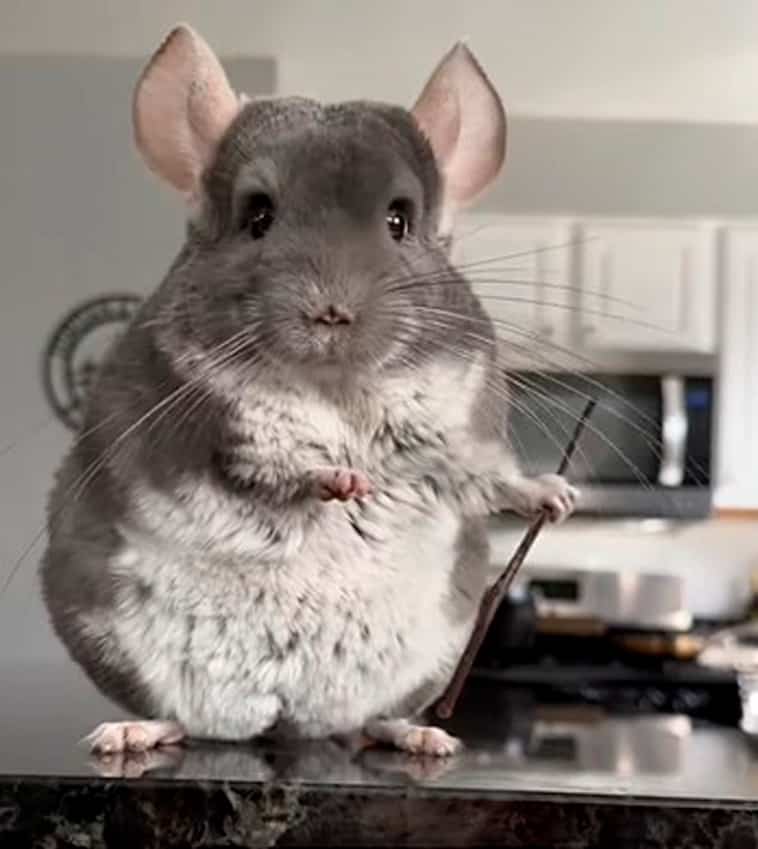 Why Chinchillas Hold Things (7 Reasons For This Cute Behavior)