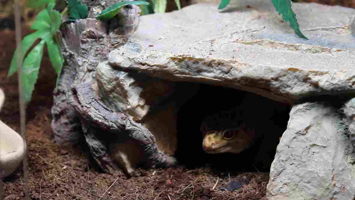 How To Lower Humidity In Leopard Gecko Tanks