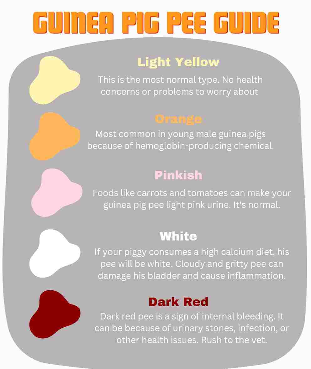 Why Your Guinea Pig's Pee Is White And If It Is Normal