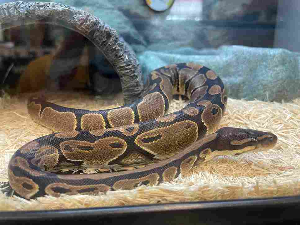 How To Keep Humidity Up In Ball Python Tanks (Maintain)