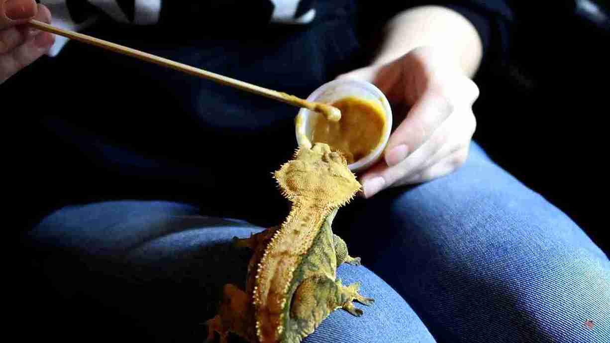 List Of The Best Crested Gecko Foods (Mixes, Fruits + Insects)