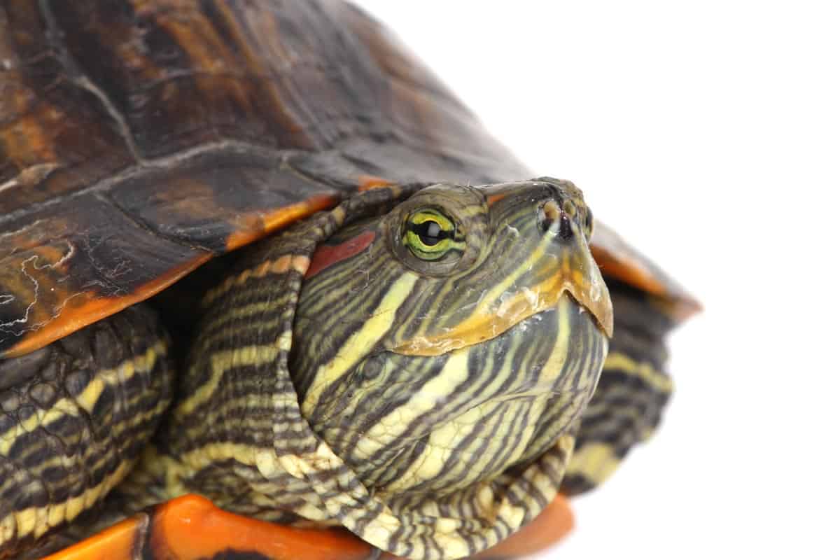 Painted Turtle Facts (Lifespan, Eating Habits, Breeding & More)