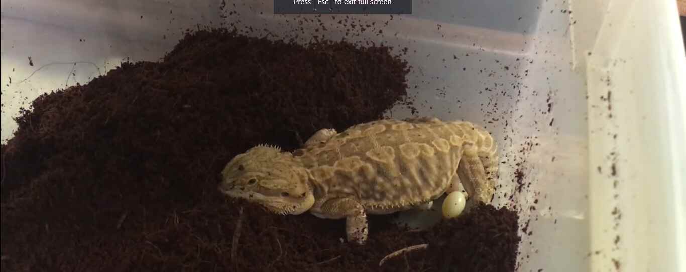 Can Bearded Dragons Lay Eggs Without Mating?