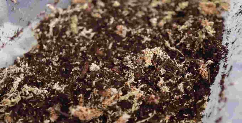 How To Set Up A Bioactive Substrate For Bearded Dragons