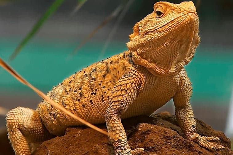 Bearded Dragon vs Uromastyx Head to Head Comparison