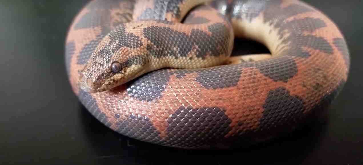 Best Snake Breeds That Like To Be Handled