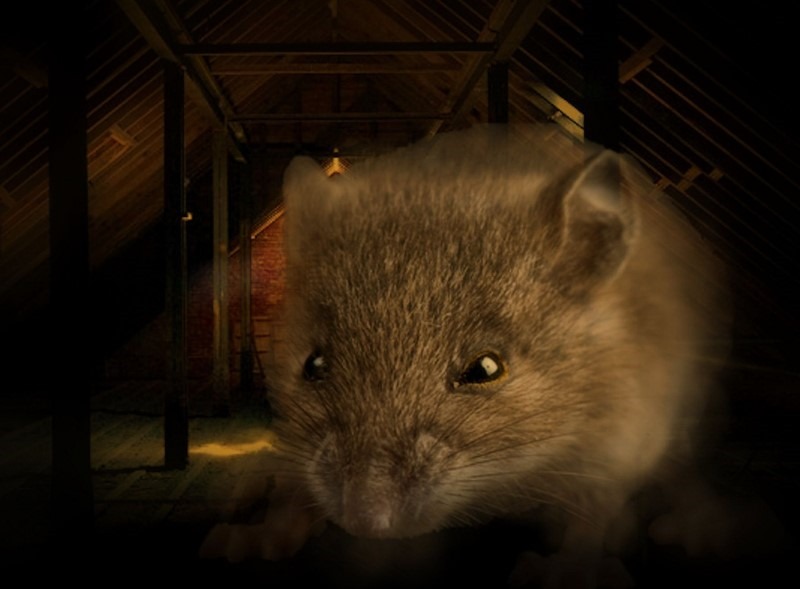 10 of the Most Common Animal Phobias Odd or What? Page 5